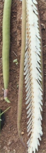133.jpg