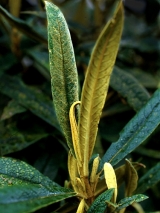 buddleja_incana_.jpg