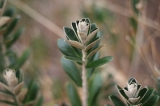 flor_blanca_1.jpg