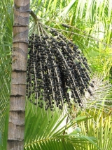 acai6.jpg