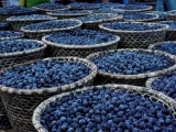 acai7.jpg