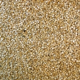 quinoa_1.jpg