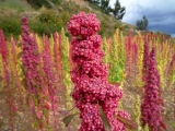 quinoa_2.jpg