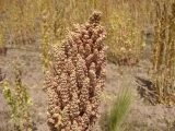 quinoa_6.jpg