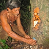 copaiba_4.jpg