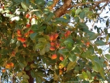 copaiba_9_(2).jpg